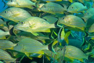 Limited nursery replenishment in coral reefs