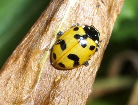 Yellow Shell, Black Spots Ladybug/Ladybird