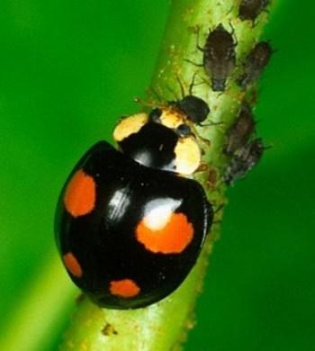 Black Shell, Orange Spots Ladybug/Ladybird