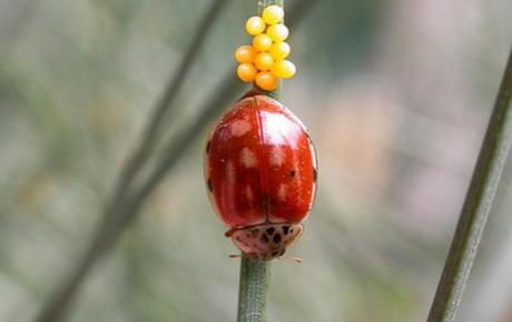 Red Shell, Pink Spots Ladybug/Ladybird