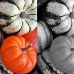 In the Black pumpkins-150x150