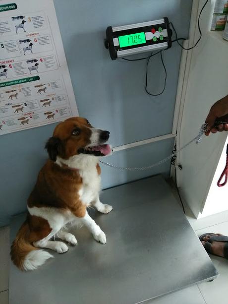 How this brave dog save a life by donating his blood