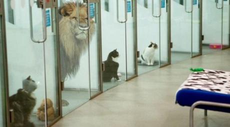 Top 10 Very Funny April Fool’s Day Cat Jokes Lion in Battersea Cats Home