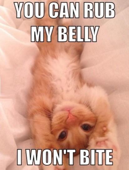 Top 10 Very Funny April Fool’s Day Cat Jokes Really You Can Pet My Belly I Won't Bite.