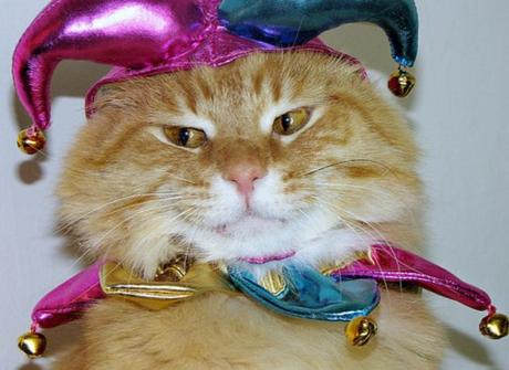 Top 10 Very Funny April Fool’s Day Cat Jokes Top 10 Very Funny April Fool's Day Cat Jokes