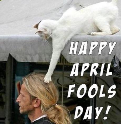Top 10 Very Funny April Fool’s Day Cat Jokes April Fool's Hair Rasing Prank