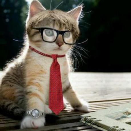 Are Cats Intelligent? Which pet is smarter? Are Cats Intelligent? Which pet is smarter?