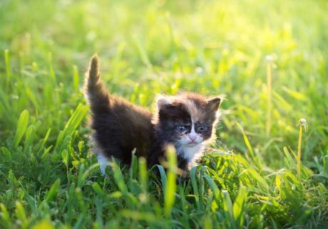Are Cats Intelligent? Which pet is smarter? Are Cats Intelligent? Which pet is smarter?