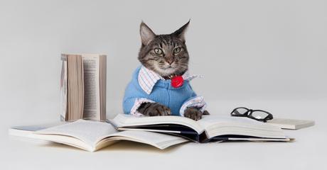 Are Cats Intelligent? Which pet is smarter? Are Cats Intelligent? Which pet is smarter?