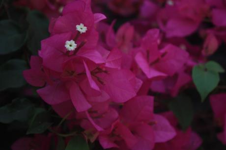 DAILY PHOTO: Pink DAILY PHOTO: Pink