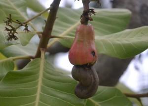 A Lapse in Luxury in Phuket Cashew Nut Trees, Escaping the Backpackers in Phuket, A Lapse in Luxury.
