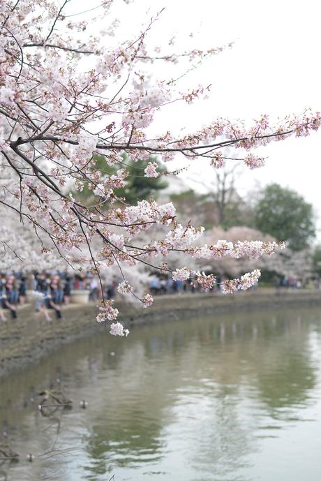 Why you need to see the Cherry Blossoms in Washington, D.C. Why you need to see the Cherry Blossoms in Washington, D.C.