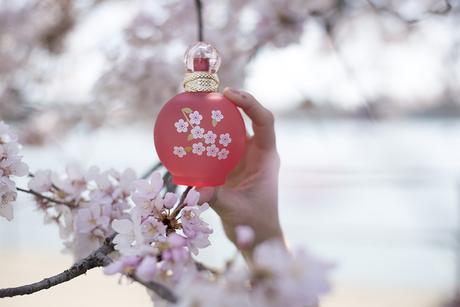 Why you need to see the Cherry Blossoms in Washington, D.C. Why you need to see the Cherry Blossoms in Washington, D.C.