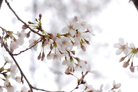 Why you need to see the Cherry Blossoms in Washington, D.C. Why you need to see the Cherry Blossoms in Washington, D.C.