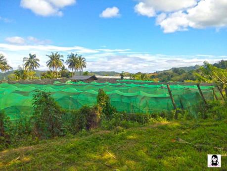 Sergio’s Farm – The First and Only Organic Strawberry Farm in Cebu Sergio’s Farm – The First and Only Organic Strawberry Farm in Cebu