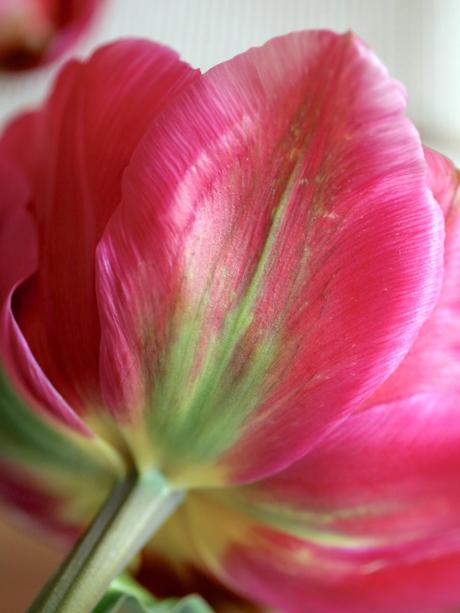 Monday Flowers – Here Come The Girls! Monday Flowers – Here Come The Girls!