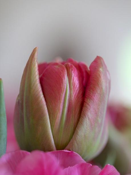 Monday Flowers – Here Come The Girls! Monday Flowers – Here Come The Girls!