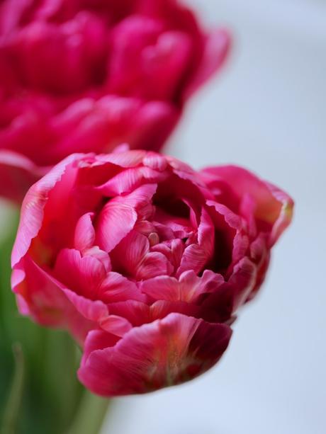 Monday Flowers – Here Come The Girls! Monday Flowers – Here Come The Girls!