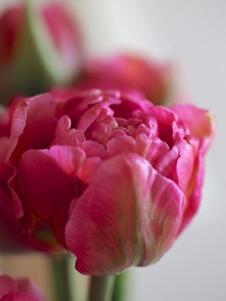 Monday Flowers – Here Come The Girls! Monday Flowers – Here Come The Girls!