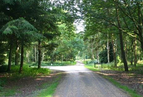 The Top 10 Largest Woodland Forests in the UK Thetford Forest Park, England