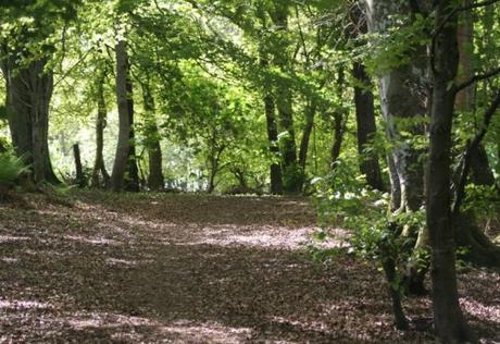 The Top 10 Largest Woodland Forests in the UK Dornoch Forest, Scotland