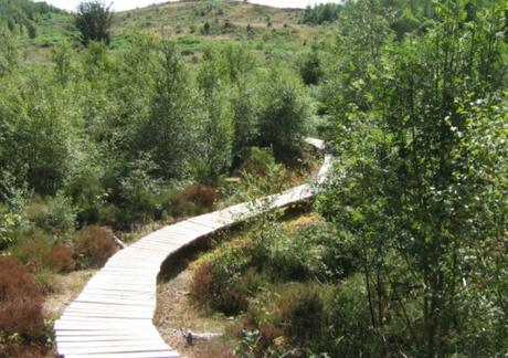 The Top 10 Largest Woodland Forests in the UK Galloway Forest Park, Scotland