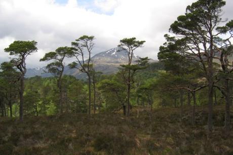 The Top 10 Largest Woodland Forests in the UK Affric Forest, Scotland