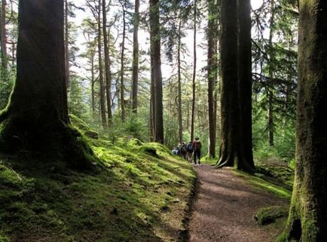 The Top 10 Largest Woodland Forests in the UK Argyll Forest Park, Scotland