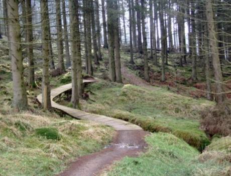 The Top 10 Largest Woodland Forests in the UK Kielder Forest Park, England