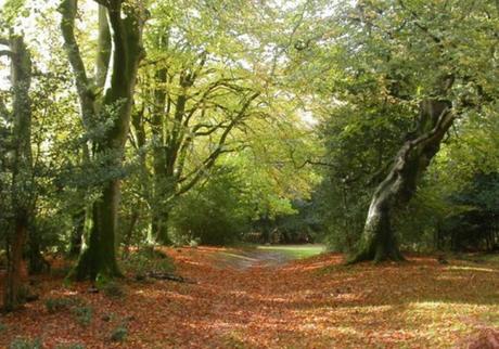 The Top 10 Largest Woodland Forests in the UK New Forest, England