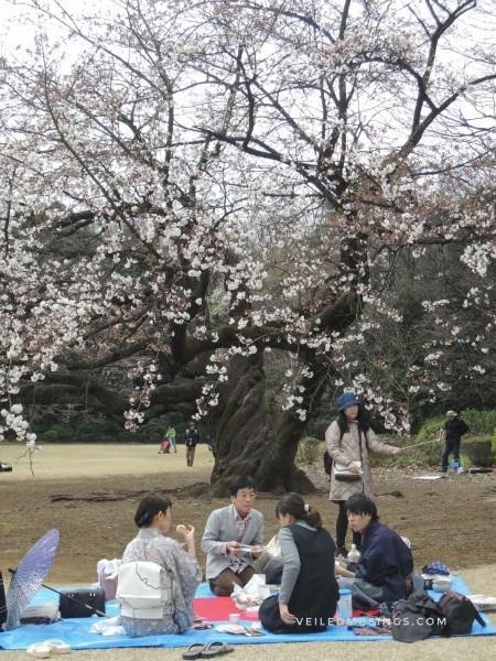 Cherry Blossoms Hunting in Tokyo, Japan