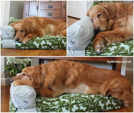 How to Upcycle Your Old Things Into A New Dog Bed golden retriever laying and sleeping on molly mutt dog bed