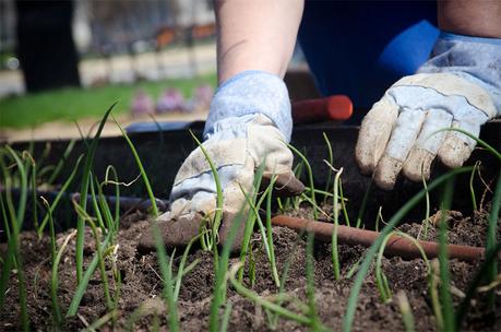 Tending to your garden this summer gardening