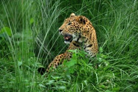 the leopard walk !! delays International flight !!