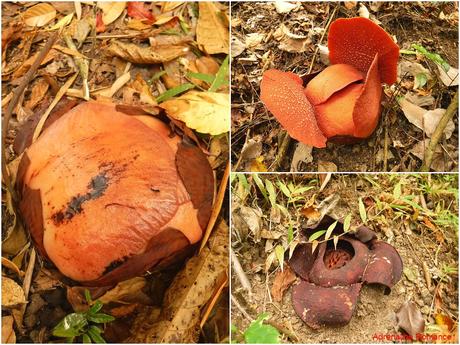 Mt. Napulak: A Climb of Redemption Rafflesia Speciosa