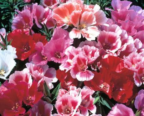 The 10 Most Popular Flowers Grown in the UK Dwarf Godetia (Selected Mixed)
