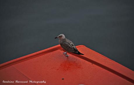 Europe 2016 – From the ship (4) Europe 2016 – From the ship (4)