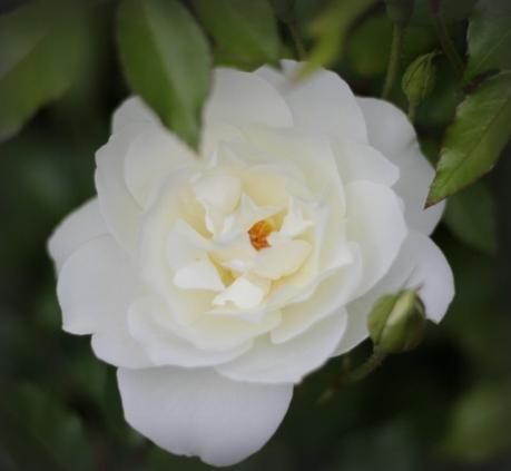 Baubles And Blooms iceberg rose bloom