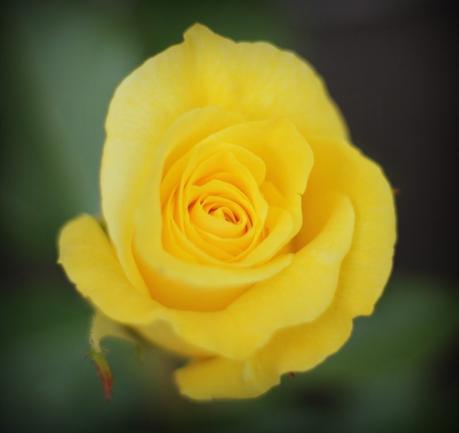Baubles And Blooms yellow rose