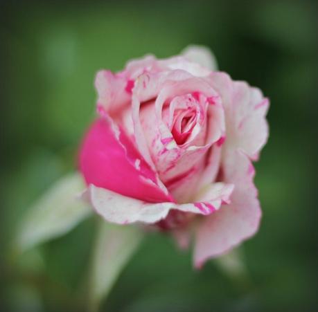 Baubles And Blooms pink and white variegated rose