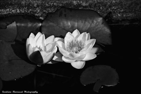 The water lily (4) The water lily (4)