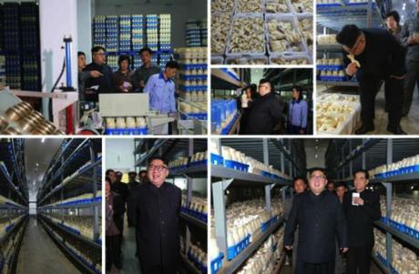 Kim Jong Un Visits Pyongyang Mushroom Farm