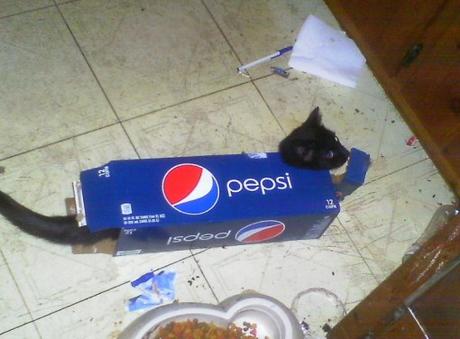 Top 10 Corporate Loving Brand Name Cat Costumes Pepsi Cat Costume