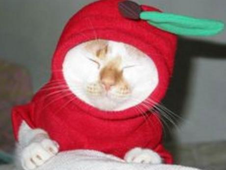 Top 10 Corporate Loving Brand Name Cat Costumes Red Delicious Cat Costume
