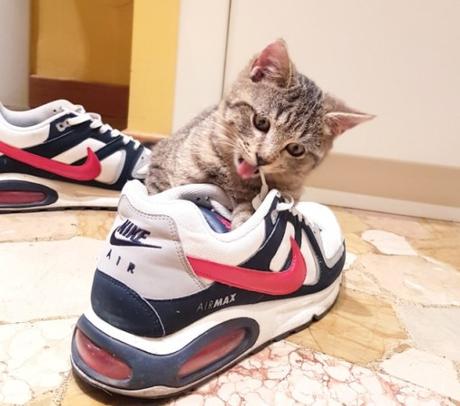 Top 10 Corporate Loving Brand Name Cat Costumes Nike Cat Costume