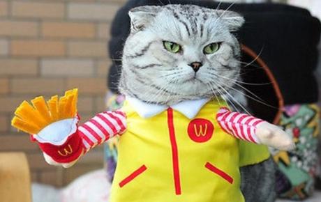 Top 10 Corporate Loving Brand Name Cat Costumes Top 10 Corporate Loving Brand Name Cat Costumes