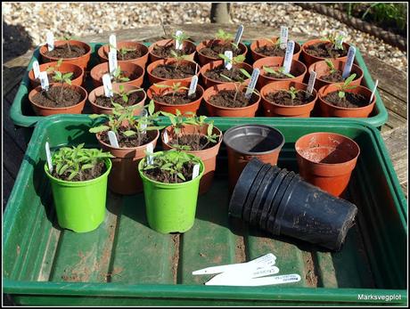 Pricking-out tomato seedlings