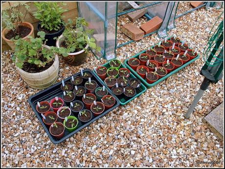 Pricking-out tomato seedlings