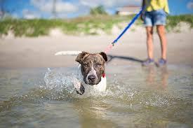 Taking the plunge with dogs and kids: Part 2