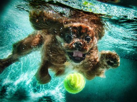 Taking the plunge with dogs and kids: Part 2
